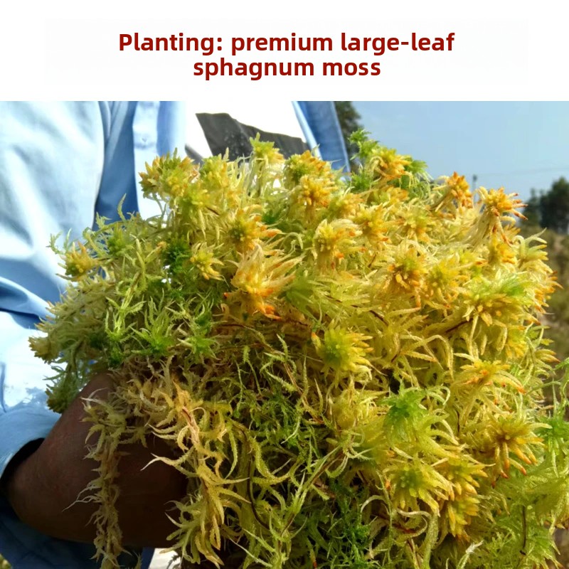 Preserved Moss Sheet - A Sınıfı Kurutulmuş Sphagnum Yosunu, Orkide