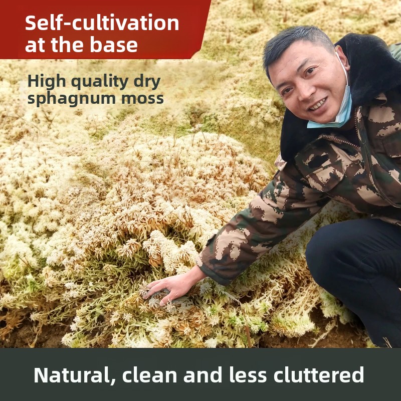 A Sınıfı Kurutulmuş Sphagnum Y - Preserved Moss Sheet incelemesi ve fiyatı